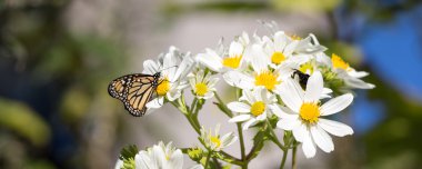 Monarch kelebek papatya çiçek nektarı üzerinde besleme