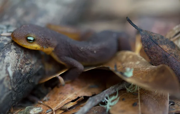 Newt de piel áspera (Taricha Granulosa ) — Foto de Stock