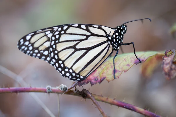 Бабочка-монарх, сидящая на сухом листе — стоковое фото