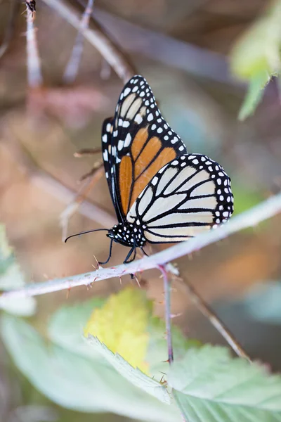 Бабочка-монарх держит стебель с закрытыми крыльями — стоковое фото