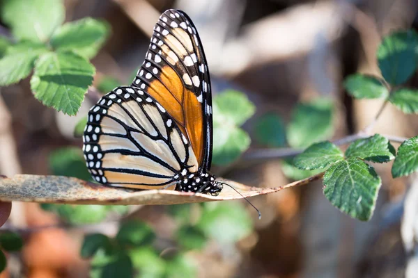 Бабочка-монарх, сидящая на сухом листе — стоковое фото
