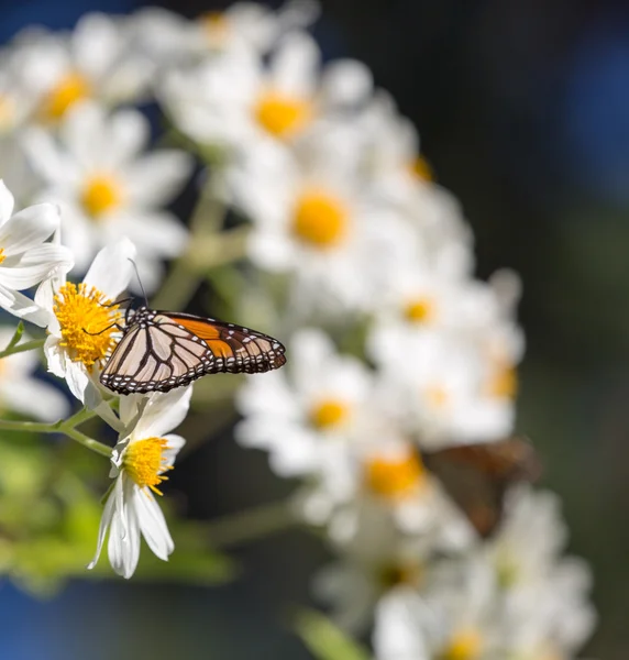 モナーク蝶はデイジーの花の蜜を飲む — ストック写真