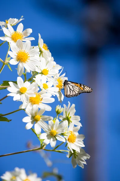 Бабочка-монарх пьет цветочный нектар — стоковое фото
