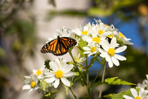 モナーク蝶はデイジーの花の蜜を飲む — ストック写真