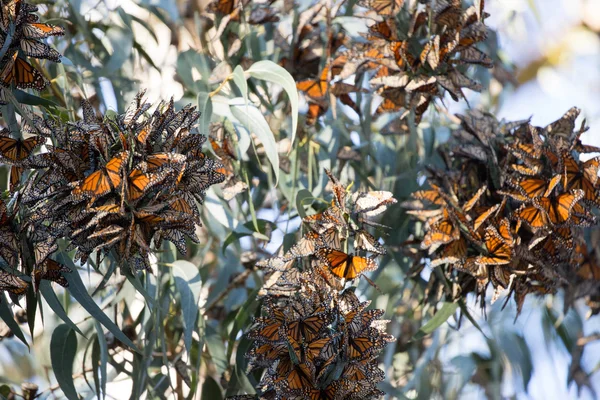 모나 크 나비 (별 plexippus)의 클러스터입니다. 군주 그로브 성소, 평화로운 작은 숲, 캘리포니아. — 스톡 사진