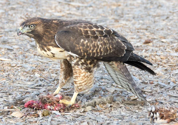 Junger Rotschwanzfalke (buteo jamaicensis) oder Rotschulterfalke (buteo lineatus) fressen ein Erdhörnchen — Stockfoto