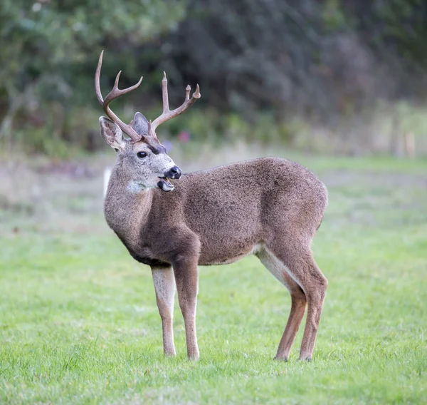 Black - tailed Deer, Odocoileus hemionus, man — Stockfoto
