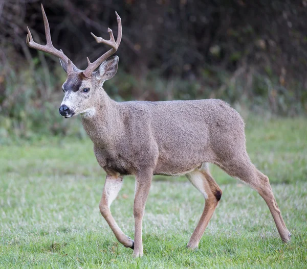 Jeleń czarnoogoniasty, Odocoileus hemionus, mężczyzna — Zdjęcie stockowe