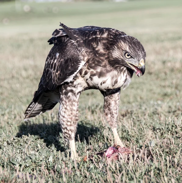 Buse à queue rousse, Buteo jamaicensis, juvénile, mangeant un écureuil mangeant un écureuil — Photo