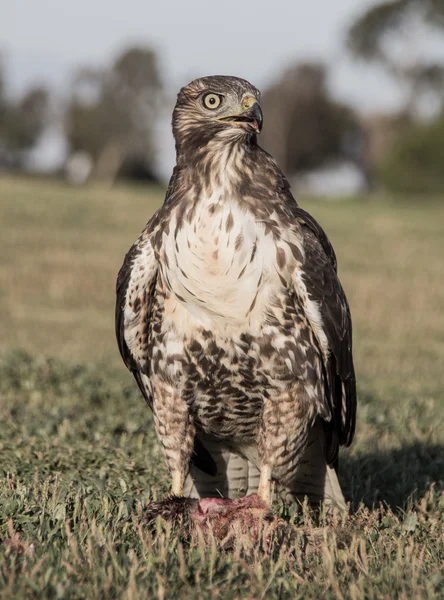 Buse à queue rousse, Buteo jamaicensis, juvénile, mangeant un écureuil mangeant un écureuil — Photo