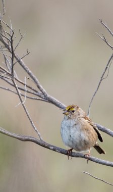 Altın taç Sparrow, Zonotrichia atricapilla