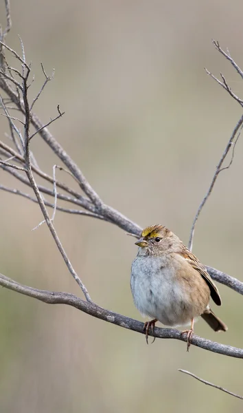 Guldkronad sparv Zonotrichia atricapilla — Stockfoto