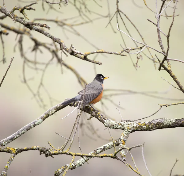 American Robin, Turdus migratorius, appollaiato su un albero — Foto Stock