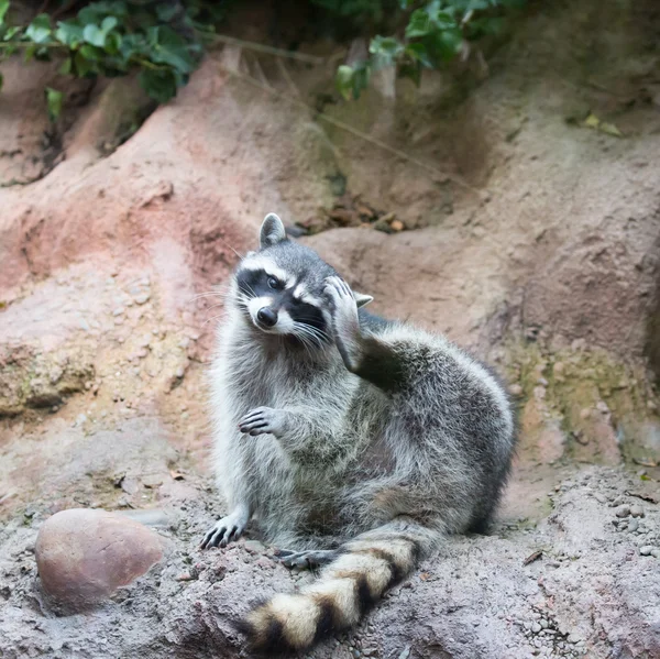 Mapache - Procyon lotor (cosecha ) —  Fotos de Stock