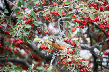 Amerikan Robin - Turdus migratorius