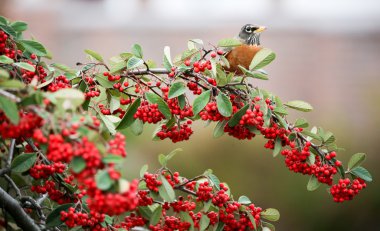 Amerikan Robin - Turdus migratorius