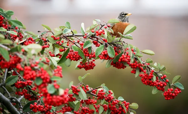 Amerikan Robin - Turdus migratorius
