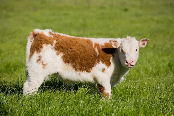 Brown and White Calf Grazing in the Meadow — Stock Photo, Image