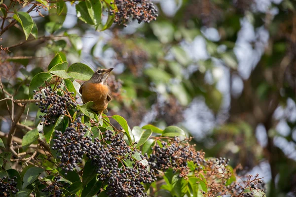 Robin americano - Turdus migratorius — Foto de Stock