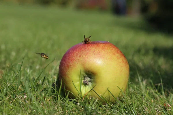 Eşek arısı ve elma