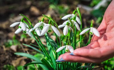 Güneşli bir günde çiçek açan kardelen çiçek bahar. Sığ derinlik-in tarla. çiçekler dokunmadan closeup parmak kız