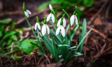 Güneşli bir günde çiçek açan kardelen çiçek bahar. Sığ derinlik-in tarla. 
