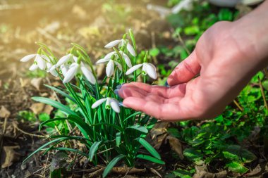 Güneşli bir günde çiçek açan kardelen çiçek bahar. Sığ derinlik-in tarla. çiçekler dokunmadan closeup parmak kız