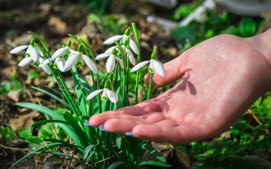 Güneşli bir günde çiçek açan kardelen çiçek bahar. Sığ derinlik-in tarla. çiçekler dokunmadan closeup parmak kız