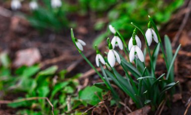 Güneşli bir günde çiçek açan kardelen çiçek bahar. Sığ derinlik-in tarla. 