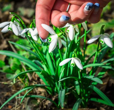 Güneşli bir günde çiçek açan kardelen çiçek bahar. Sığ derinlik-in tarla. çiçekler dokunmadan closeup parmak kız