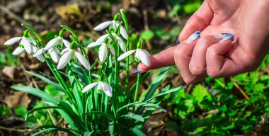 Güneşli bir günde çiçek açan kardelen çiçek bahar. Sığ derinlik-in tarla. çiçekler dokunmadan closeup parmak kız
