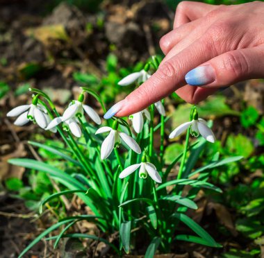 Güneşli bir günde çiçek açan kardelen çiçek bahar. Sığ derinlik-in tarla. çiçekler dokunmadan closeup parmak kız