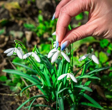 Güneşli bir günde çiçek açan kardelen çiçek bahar. Sığ derinlik-in tarla. çiçekler dokunmadan closeup parmak kız