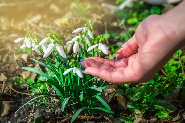 Güneşli bir günde çiçek açan kardelen çiçek bahar. Sığ derinlik-in tarla. çiçekler dokunmadan closeup parmak kız