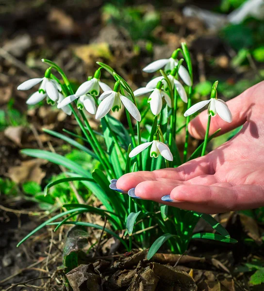 Güneşli bir günde çiçek açan kardelen çiçek bahar. Sığ derinlik-in tarla. çiçekler dokunmadan closeup parmak kız