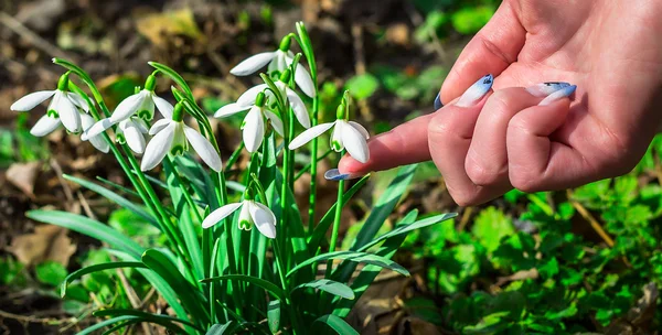 Güneşli bir günde çiçek açan kardelen çiçek bahar. Sığ derinlik-in tarla. çiçekler dokunmadan closeup parmak kız
