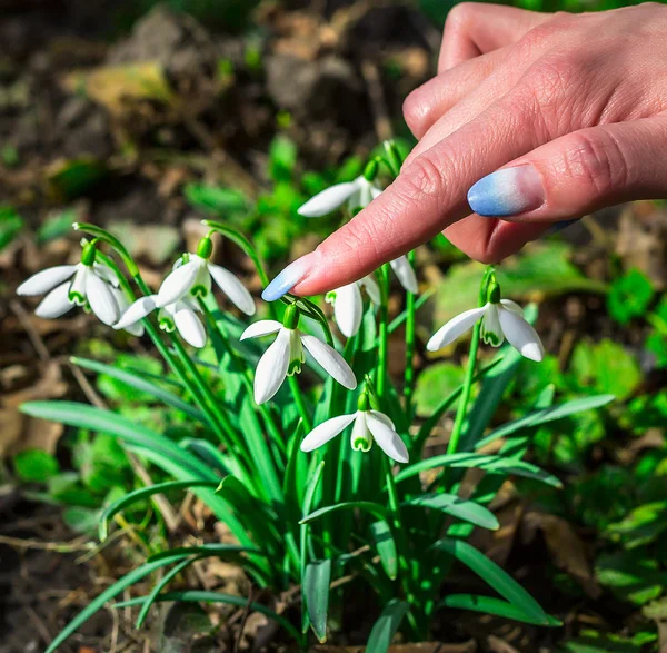 Güneşli bir günde çiçek açan kardelen çiçek bahar. Sığ derinlik-in tarla. çiçekler dokunmadan closeup parmak kız