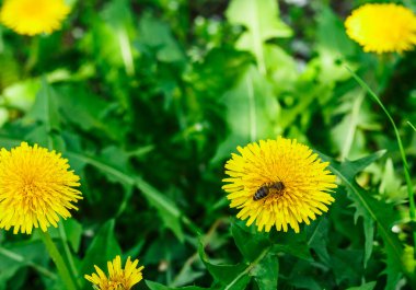 Dandelion.spring çiçek arıya. Arı pollinating çiçekler