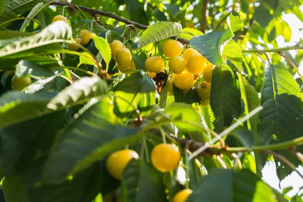 Sarı kiraz branch.ripe kiraz ağaç dal karşı arka planda gür yapraklar üzerinde. Seçici odak — Stok fotoğraf