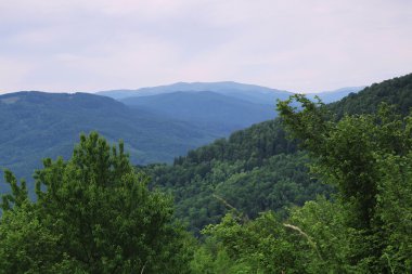 Arka planda güzel çam ağaçları yüksek dağlarda