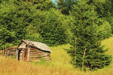 Arka planda güzel çam ağaçları yüksek dağlarda
