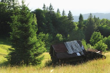 Arka planda güzel çam ağaçları yüksek dağlarda