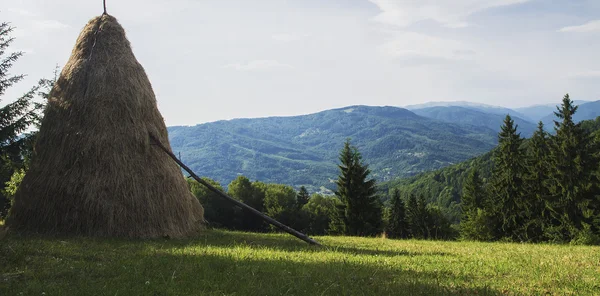 Schöne Kiefern auf hohen Bergen im Hintergrund — Stockfoto