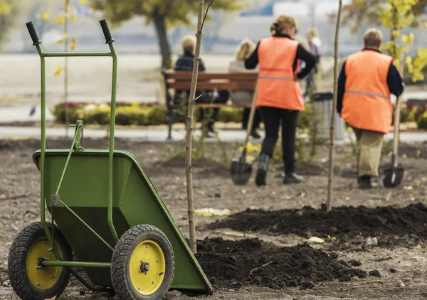 Mulching cama em torno de hostas e carrinho de mão, juntamente com uma pá . — Fotografia de Stock