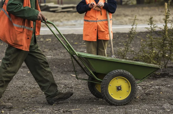 Mulching cama em torno de hostas e carrinho de mão, juntamente com uma pá . — Fotografia de Stock