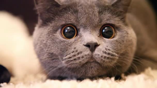 Gato con ojos grandes — Vídeo de stock