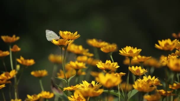 Schmetterling auf gelben Blumen — Stockvideo