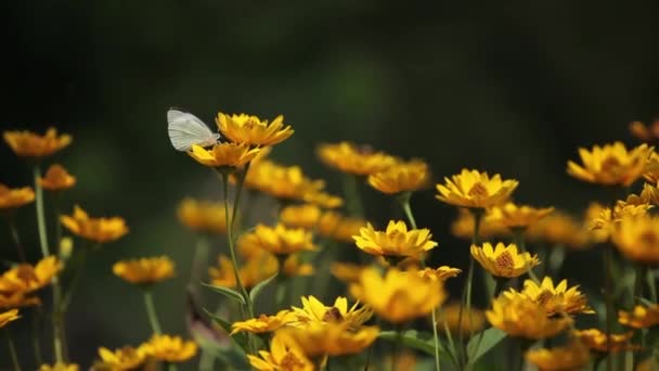Motýl na žlutých květinách