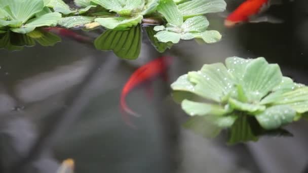 Les poissons nagent parmi les plantes — Video