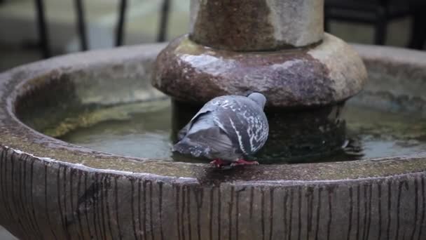 Dove washes in the fountain — Stock Video